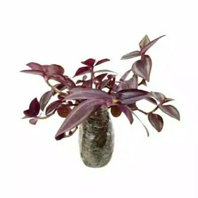 Tanaman Gantung Tradescantia Zebrina