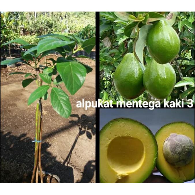 Bibit Tanaman Buah Alpukat Mentega Kaki 3 Terbaru