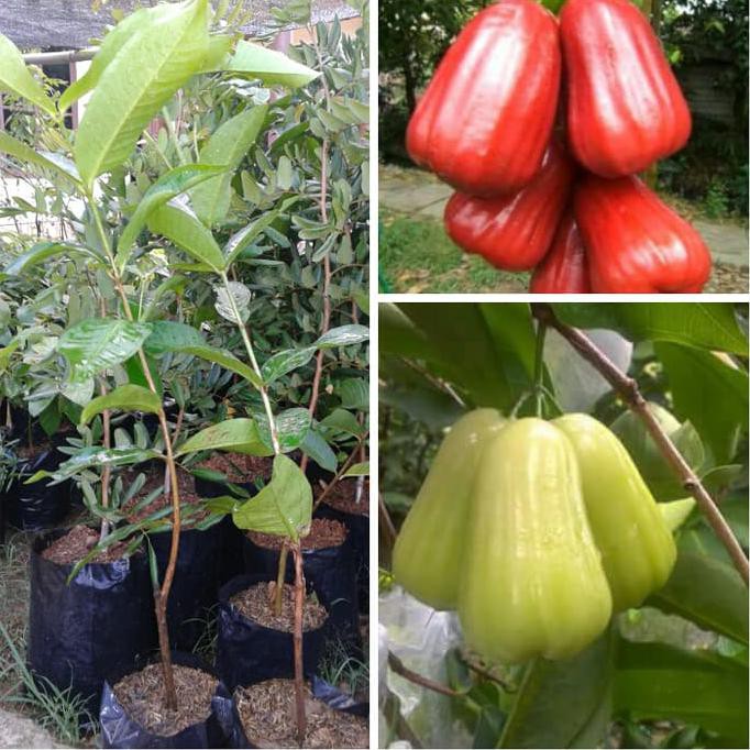 EXTRIM BIBIT JAMBU AIR MADU DELLI + BIBIT JAMBU AIR MADU MERAH TERBARU