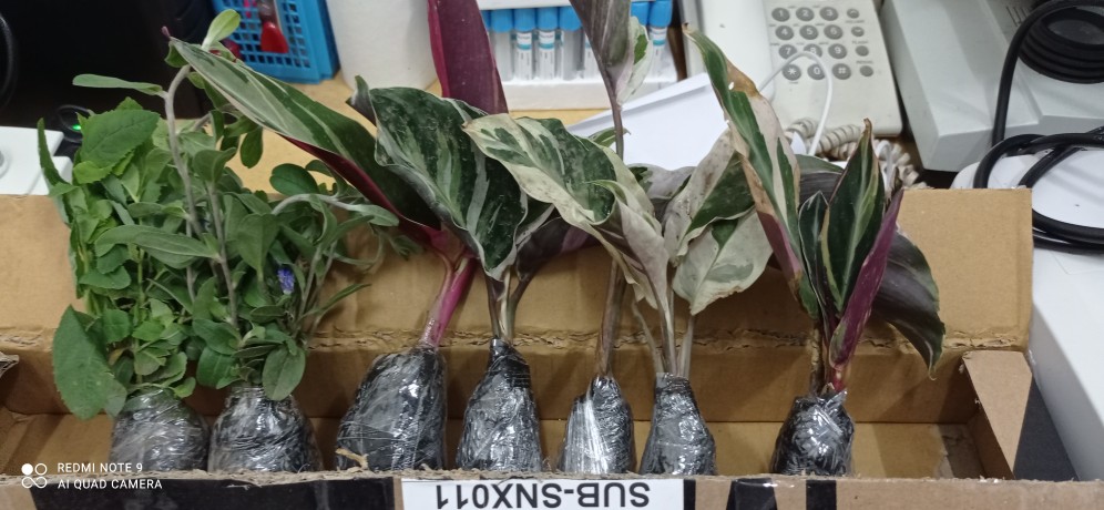 Tanaman Hias Bunga Calathea Multicolour, Tricolor Atau Meranti Bali Murah