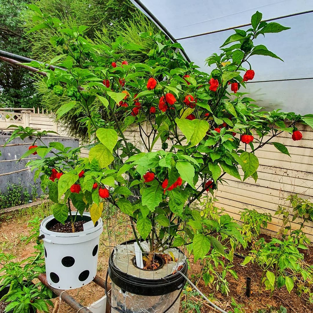 2 Bibit Cabe Carolina Reaper Merah Benih Cabai Rekor Terpedas di Dunia Kualitas Premium Sayuran Red-2