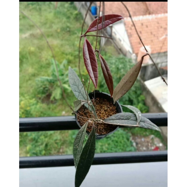 HOYA SULAWESIANA SP ORIGINAL