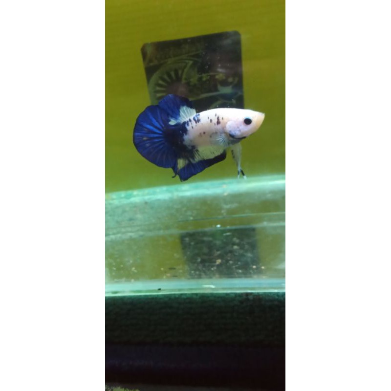 

ikan cupang Blue panda