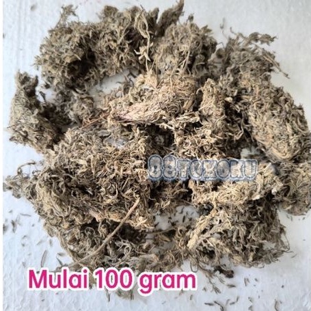 

Mian yin chen artemisia yin chen hao 100 gr