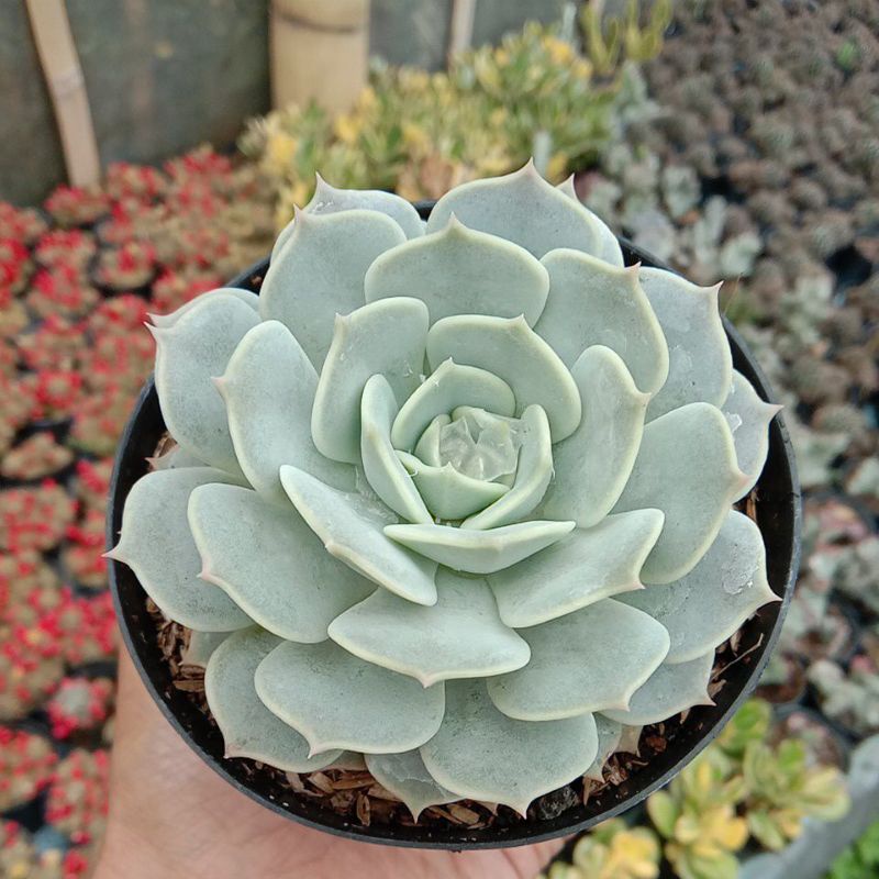 Kaktus Sukulen Echeveria Lola