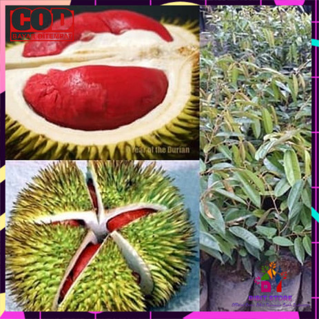 bibit durian merah banyuwangi
