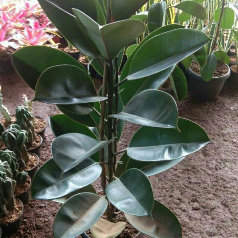 Pohon Karet Kebo-Tanaman hias Karet Kebo-Karet Kebo PROMO-Karet Kebo Daun Rimbun