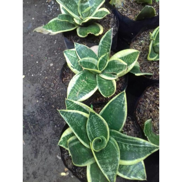 sensivera pusar bumi