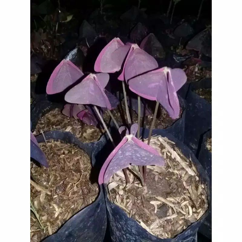 oxalis bunga kupu kupu