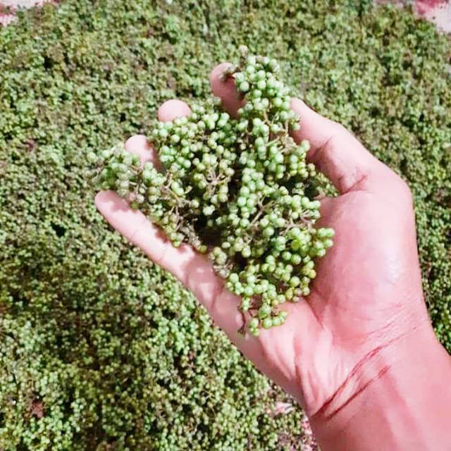 Andaliman 1kg Medan/Sumut