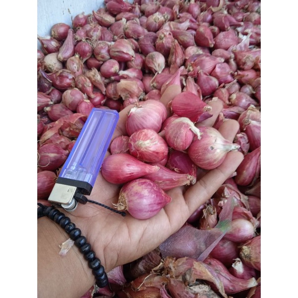 

Bawang Merah Banyong Asli Brebes Besar 1 kg