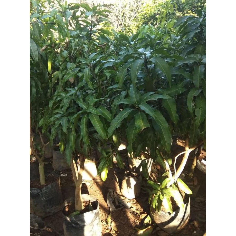 Terbaru Pohon Mangga Irwin 1.6 Meter Siap Buah