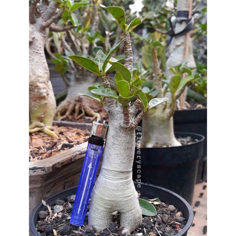 adenium khz / adenium karakter