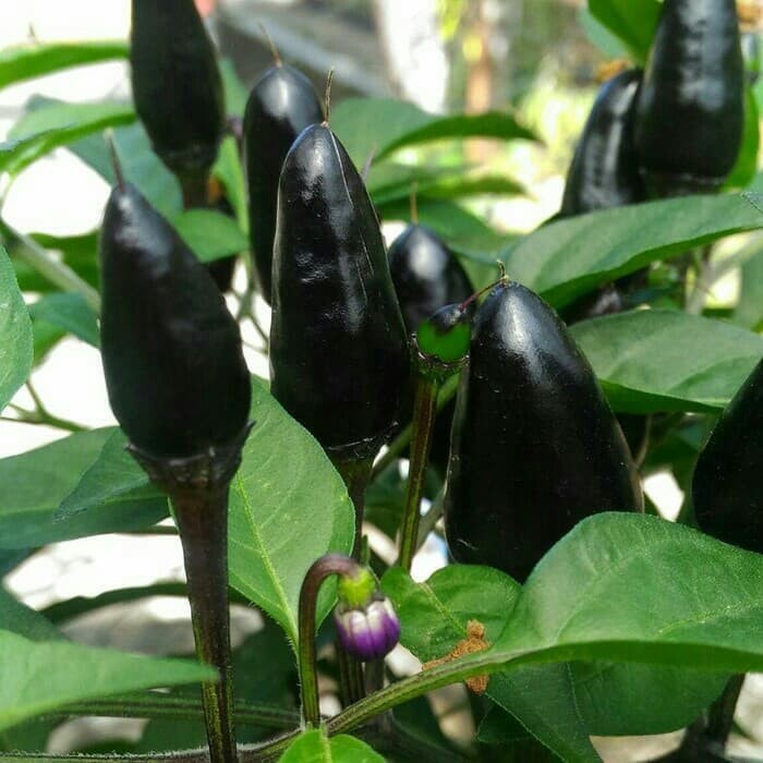 Cabe Hitam - Tanaman Herbal