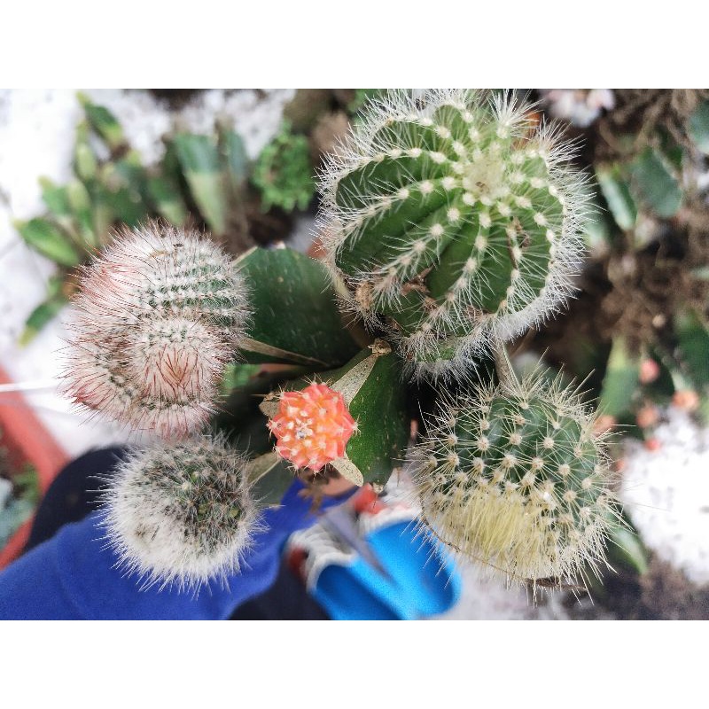 paket kaktus mini grafting 5pcs 5 jenis tanaman hias kaktus sculen