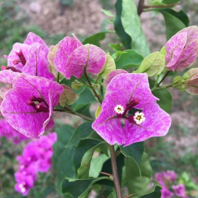 Bugenvil Vietnam Splash (Bibit)