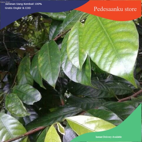 

Daun Pala 1kg Kondisi Segar COD