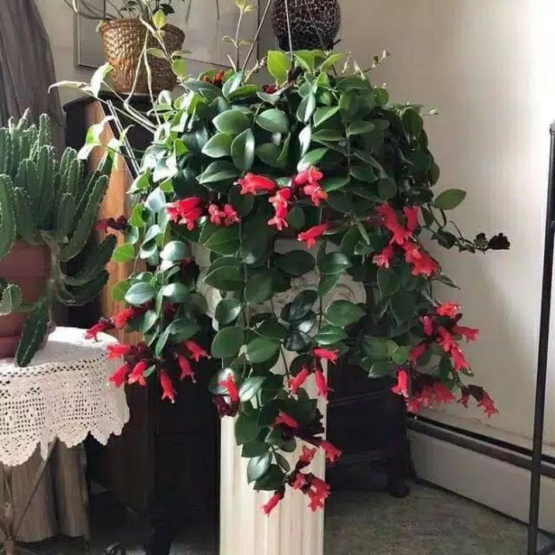 Tanaman hias gantung - lipstik gantung rimbun