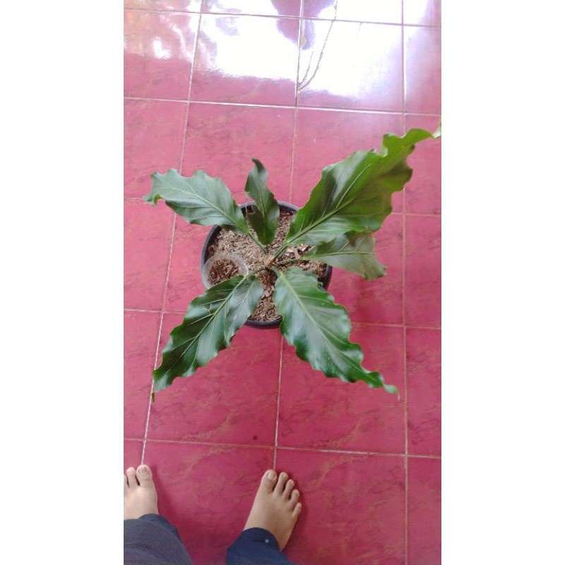 gelombang cinta dewasa