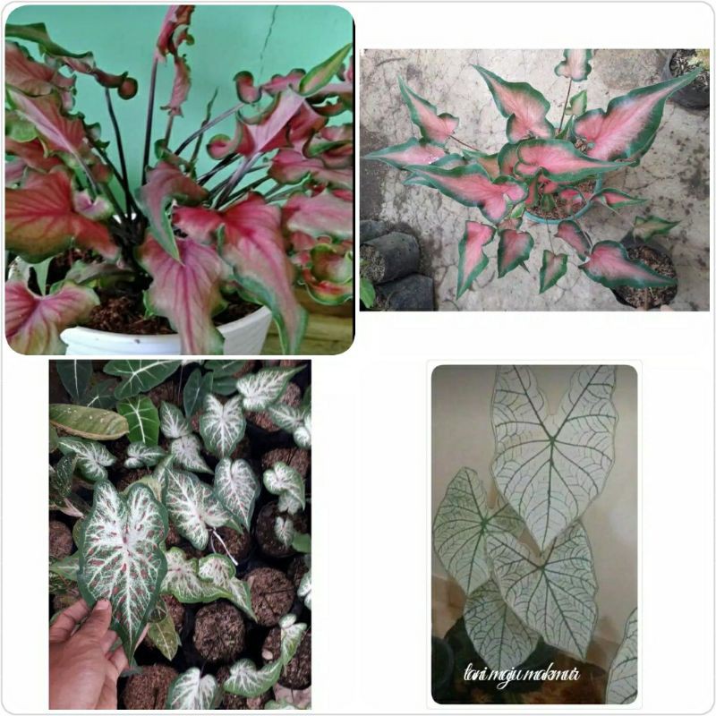 PAKET 4 TANAMAN KELADI WARNA CANTIK
