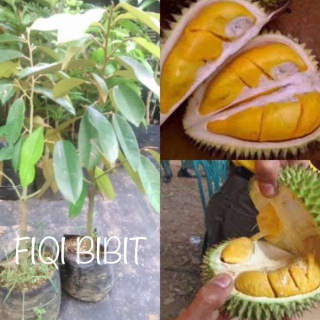 Bibit durian tembaga super