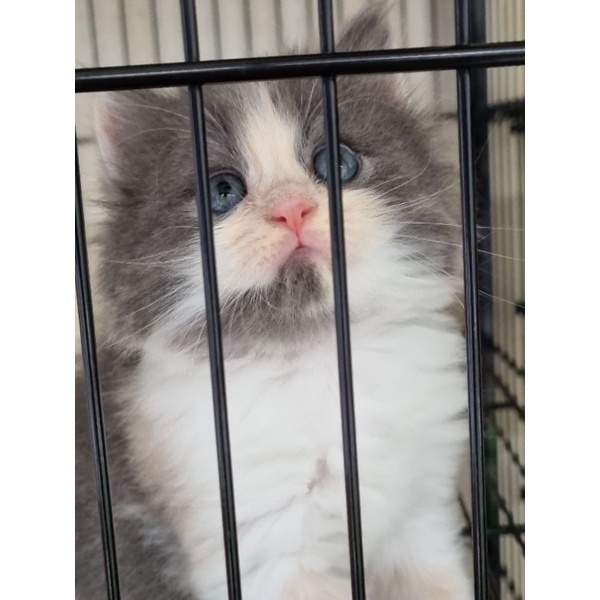 KUCING BRITISH SHORTHAIR RAGDOLL ODD EYES MUNCHKIN SCOTTISH FOLD