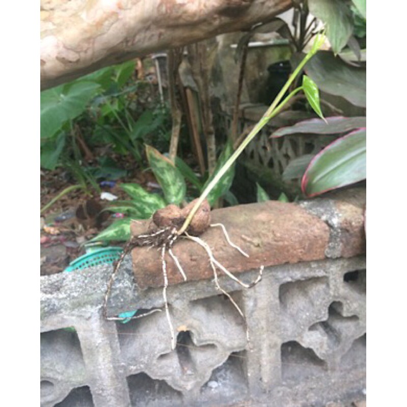 Bibit umbi uwi putih dan ungu