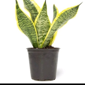 Tanaman hias sanseviera futura superba