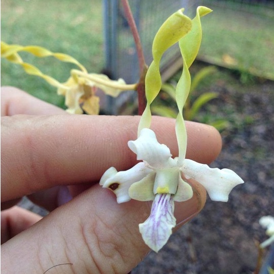 [ REMAJA ] Dendrobium antennatum