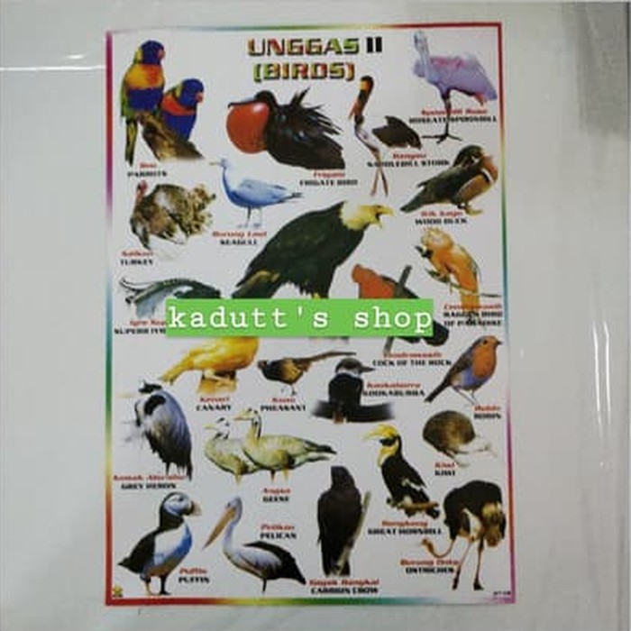 8800 Koleksi Gambar Burung Unggas Gratis