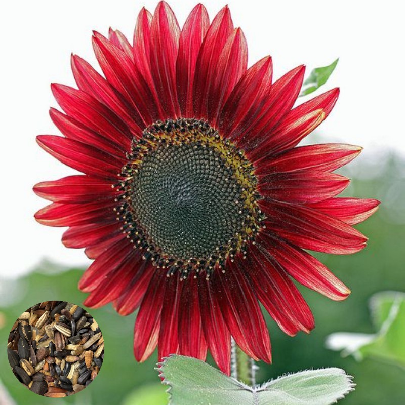 Paket Langsung Tanam - Gardening Kit - SPECIAL BOX - Benih Sunflower Velvet Queen Deep Red Bunga Matahari Merah Seeds