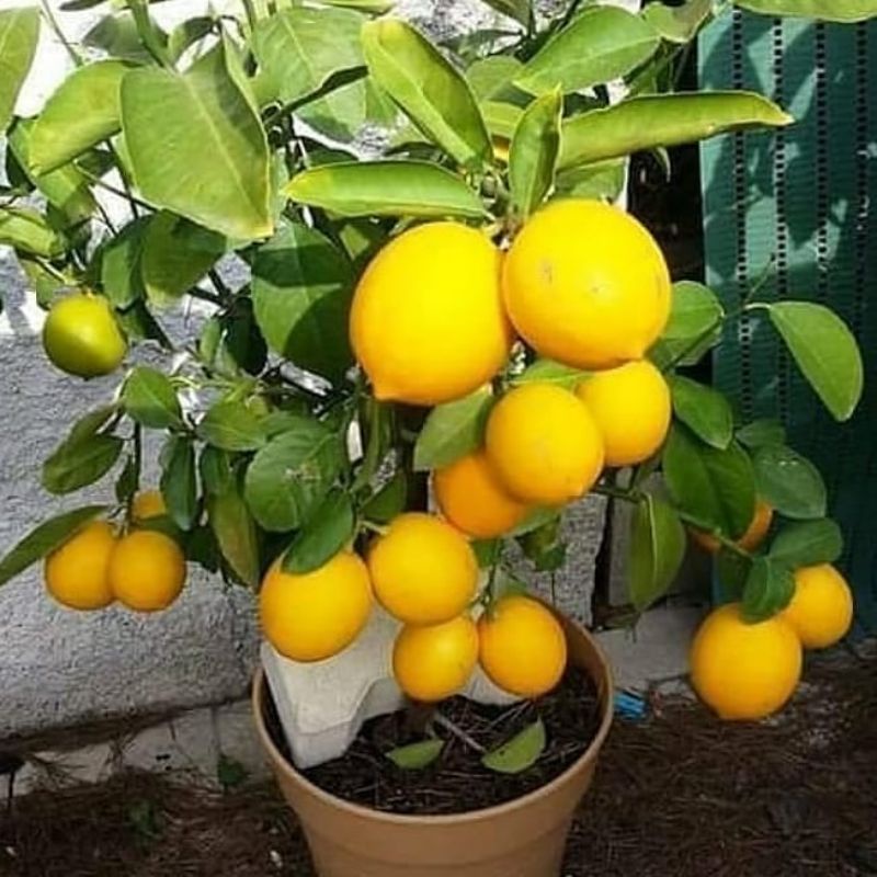 Bibit Jeruk Lemon Sudah Berbuah Lebat