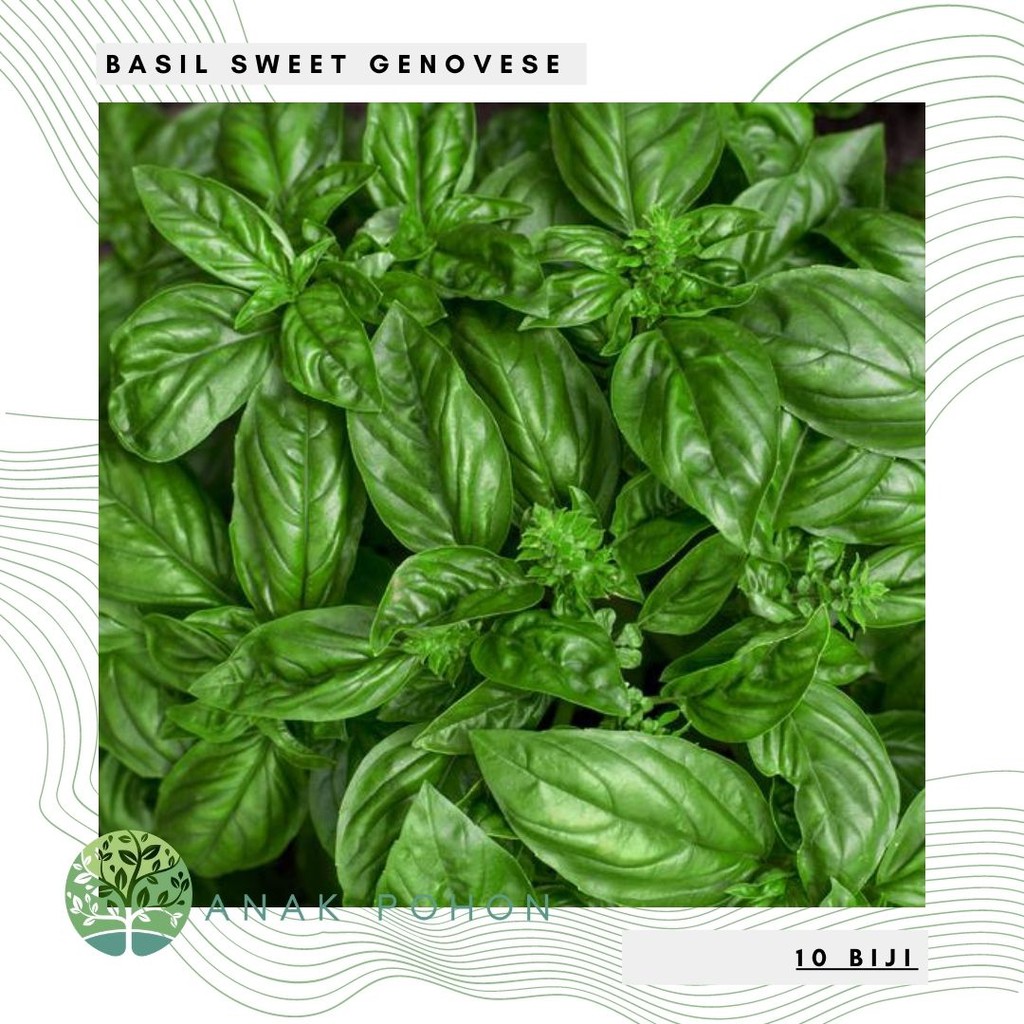 Benih Bibit Biji - Basil Sweet Genovese Ocimum basilicum Herb Seeds - IMPORT