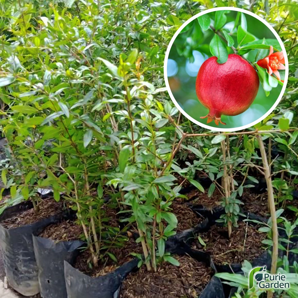 Bibit Tanaman Delima Merah Red Pomegranate Siap Berbuah PG KDR