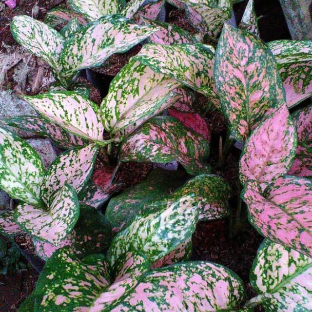 Aglonema KIRANA - AGLONEMA PINK KIRANA - BIBIT - BIBIT AGLONEMA