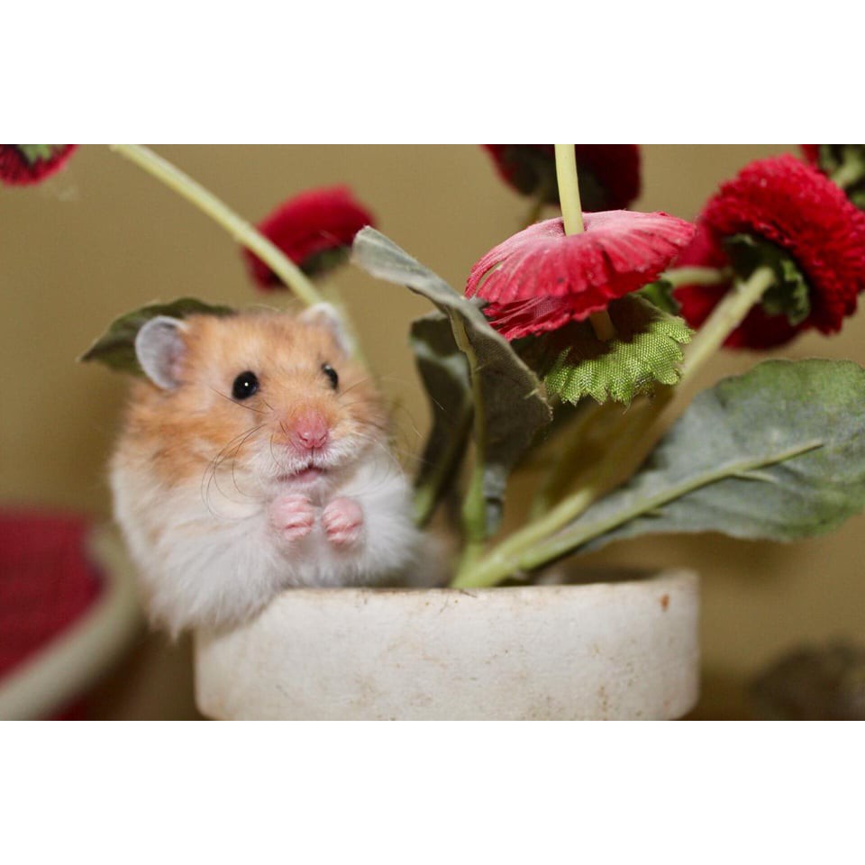 Hamster Syrian Long Hair (LH)