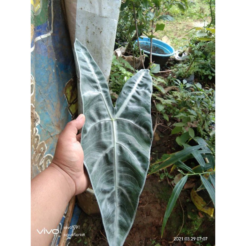 alocasia longiloba silver