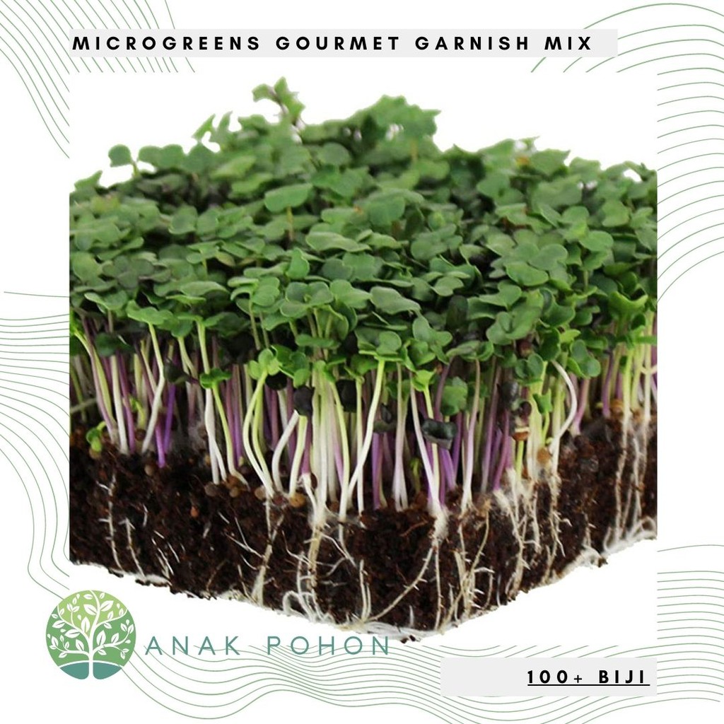 Benih Bibit Biji - Microgreens Gourmet Garnish (Panen dalam 10-16 hari) Sprouting Seeds - IMPORT