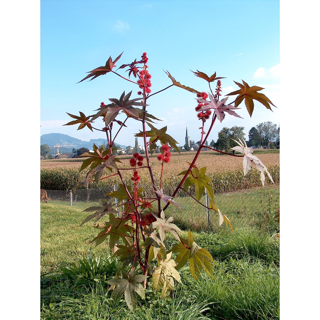 Benih Bibit Biji - Castor Oil Plant / Red Gibsonii Impala Red / Tanaman Jarak Merah (Ricinus communis) Seeds - IMPORT