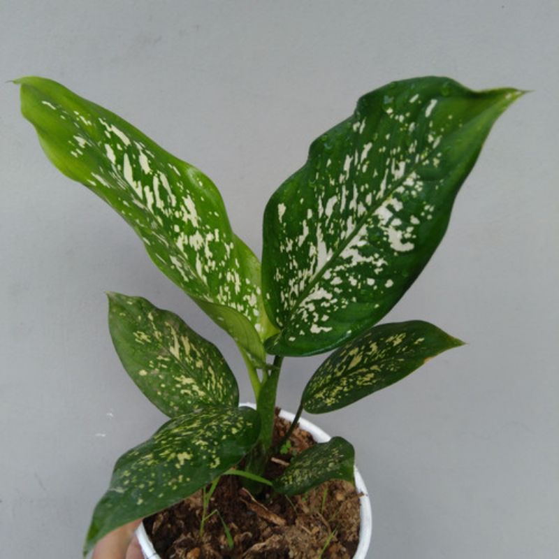 Tanaman hias dieffenbachia / sri rejeki / aglonema beras wutah ...