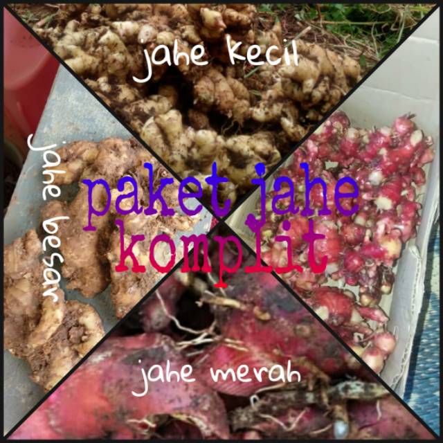 

Paket campur komplit jahe merah ,jahe emprit,jahe gajah 1kg