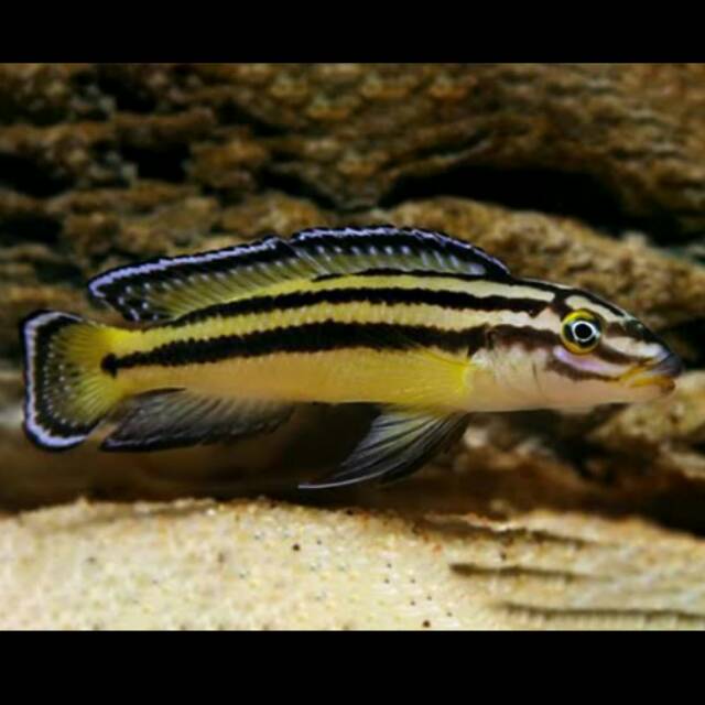 Convict julie Julidochromis Regani cichlid Pseudocrenilabrinae Lake Tanganyika