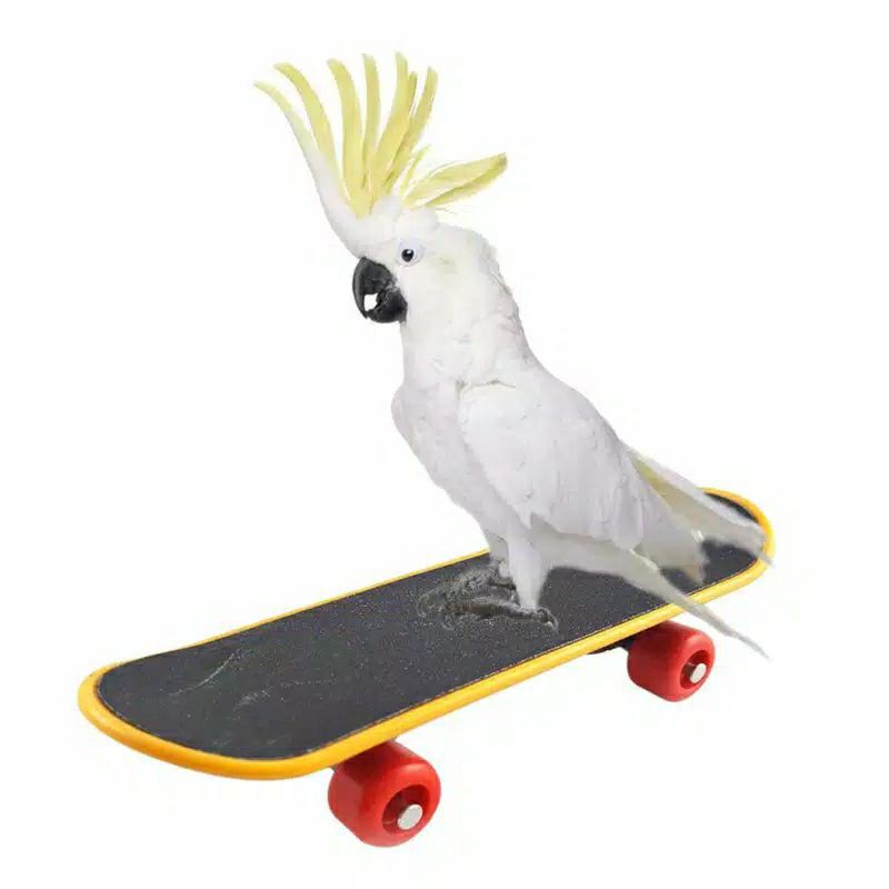 Mainan burung skateboard mini beo/parkit/kakatua