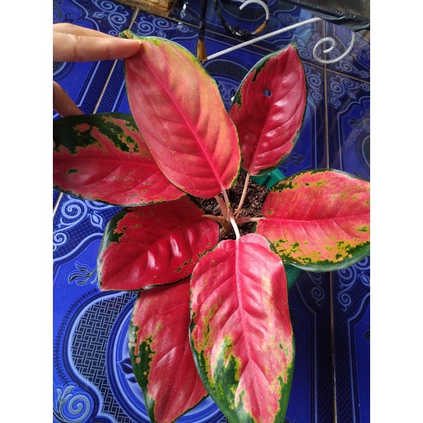 AGLONEMA KOCHIN CHAMELEON RUMPUN, INDUKAN & SINGLE