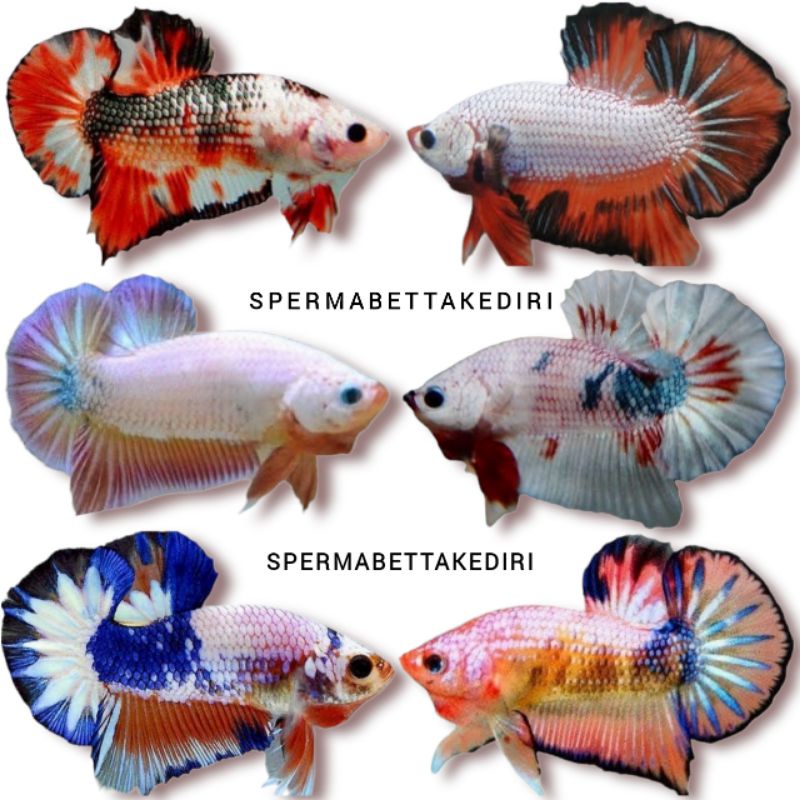 Plakat Fancy Koi Marbel