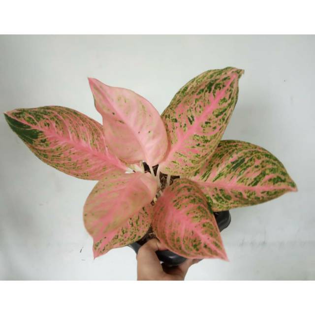 Tanaman hias indoor aglaonema aglonema tamara