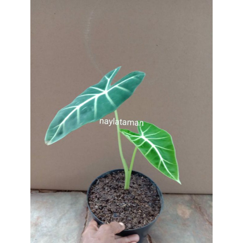 Tanaman Hias Keladi Neon-Pohon Keladi Neon