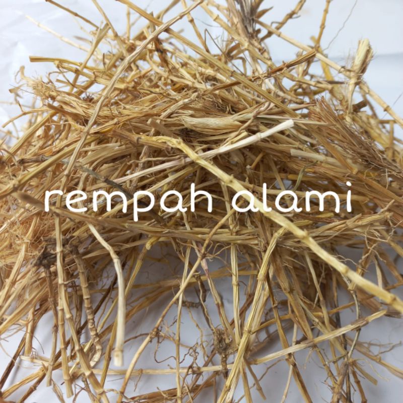 

akar alang-alang kering 100gr