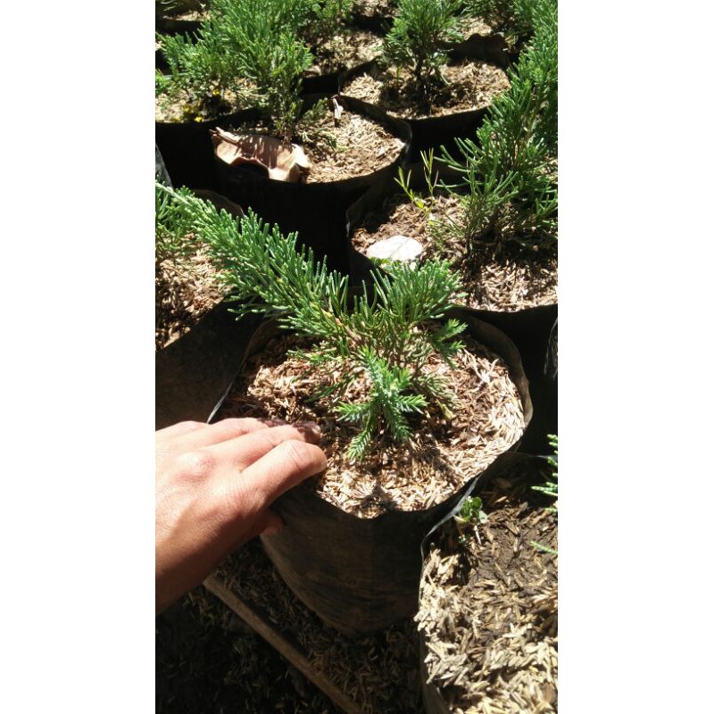 cemara blue sinensis bahan bonsai