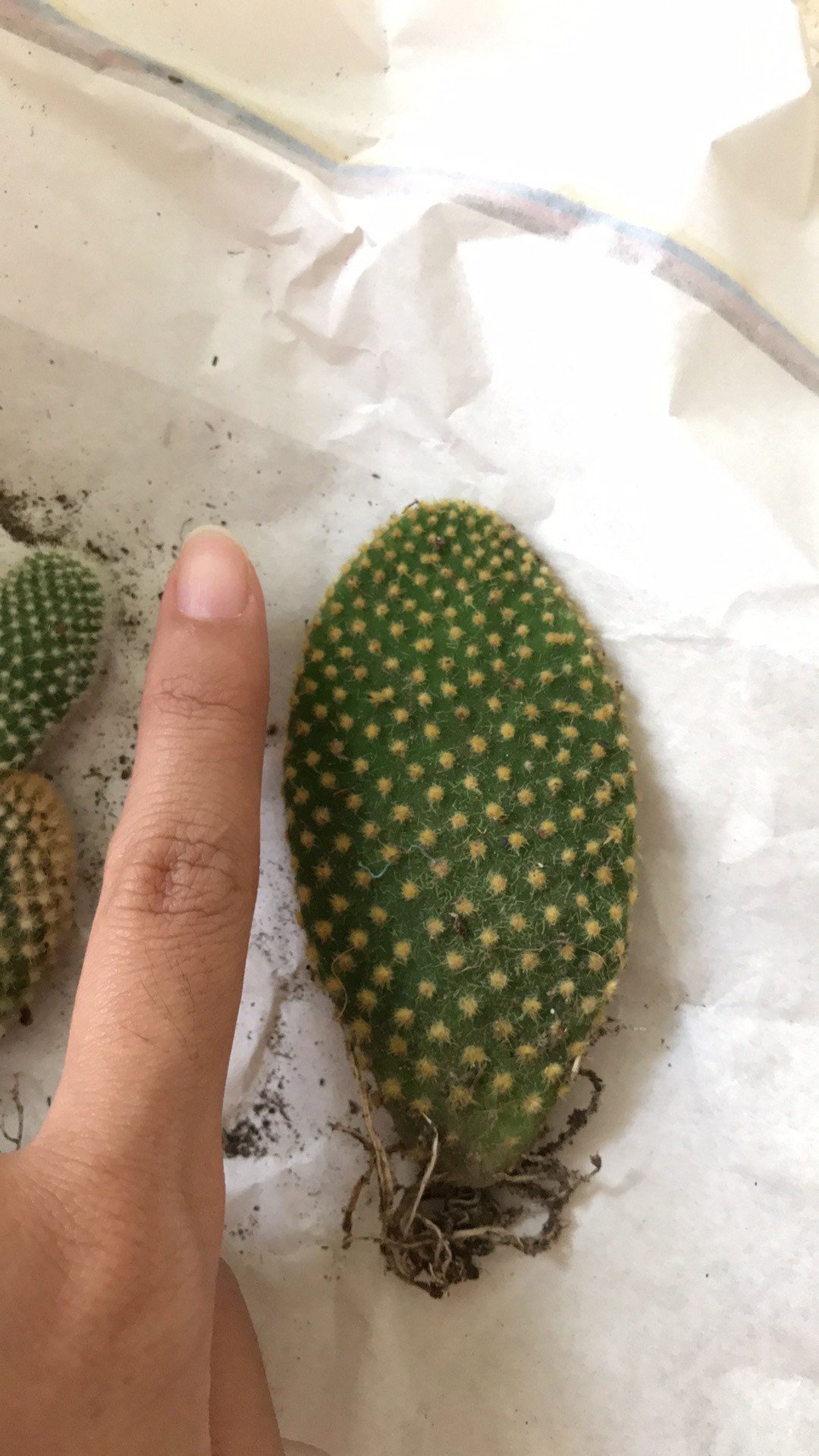 Kaktus Dan Sukulen Opuntia Mickey Ownroot